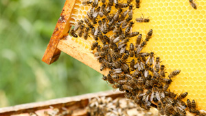 Das Jahr der Bienen, Public Value Bericht 2015/16:  Dr.in Hildegard Aichberger – »MUTTER ERDE«